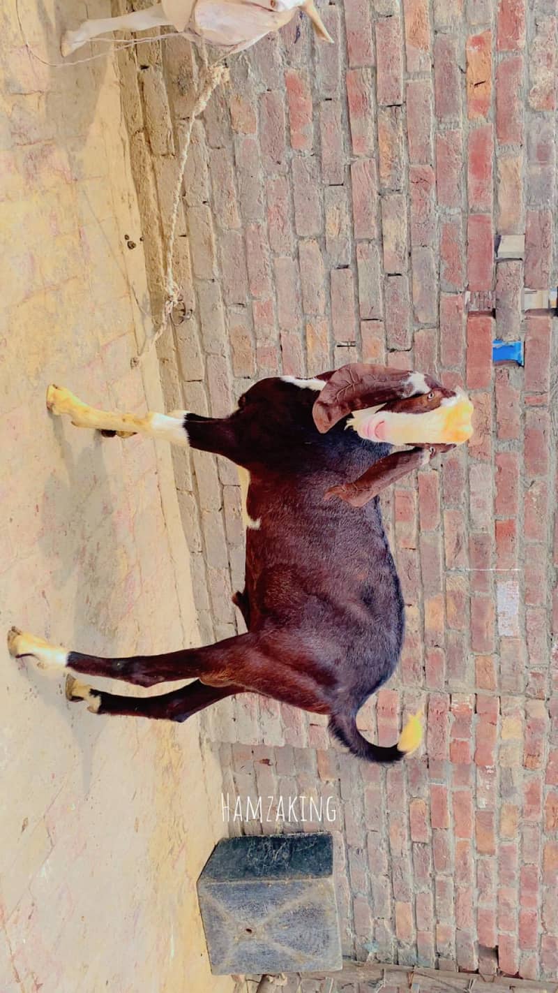 bareder bakra hight 36 0