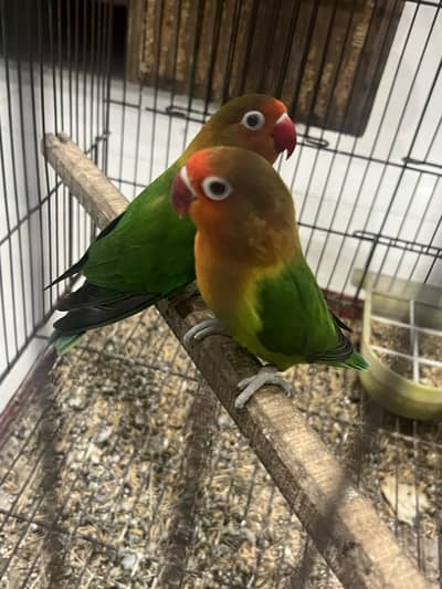 love bird
