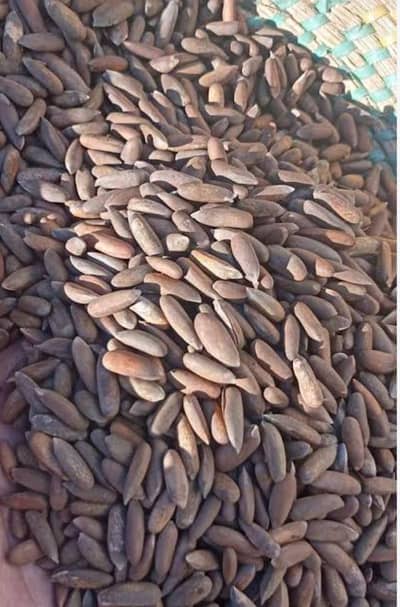 Premium Roasted Astore Chilgoza(pine nuts )– Fresh Stock