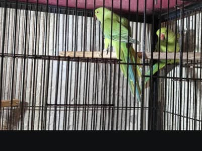 kahta pair with 2 baby age 4 month