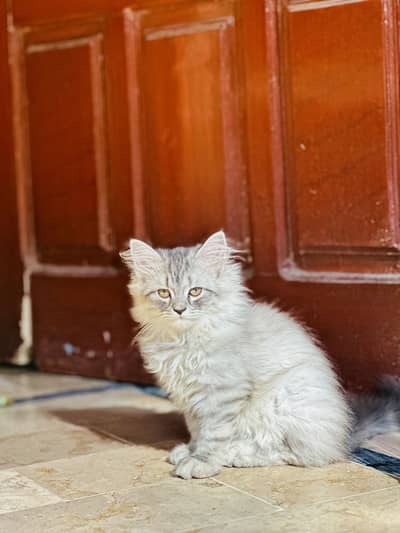 Male cat