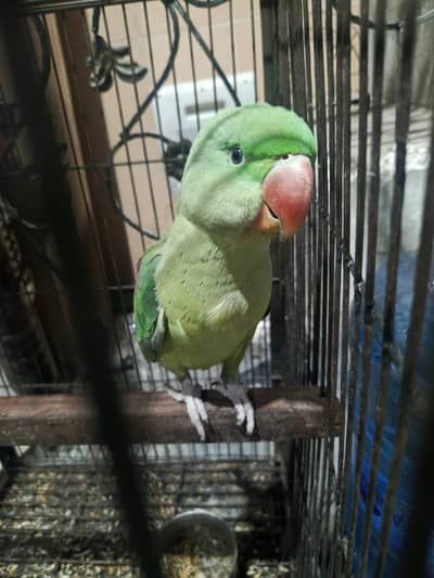 Raw perrot