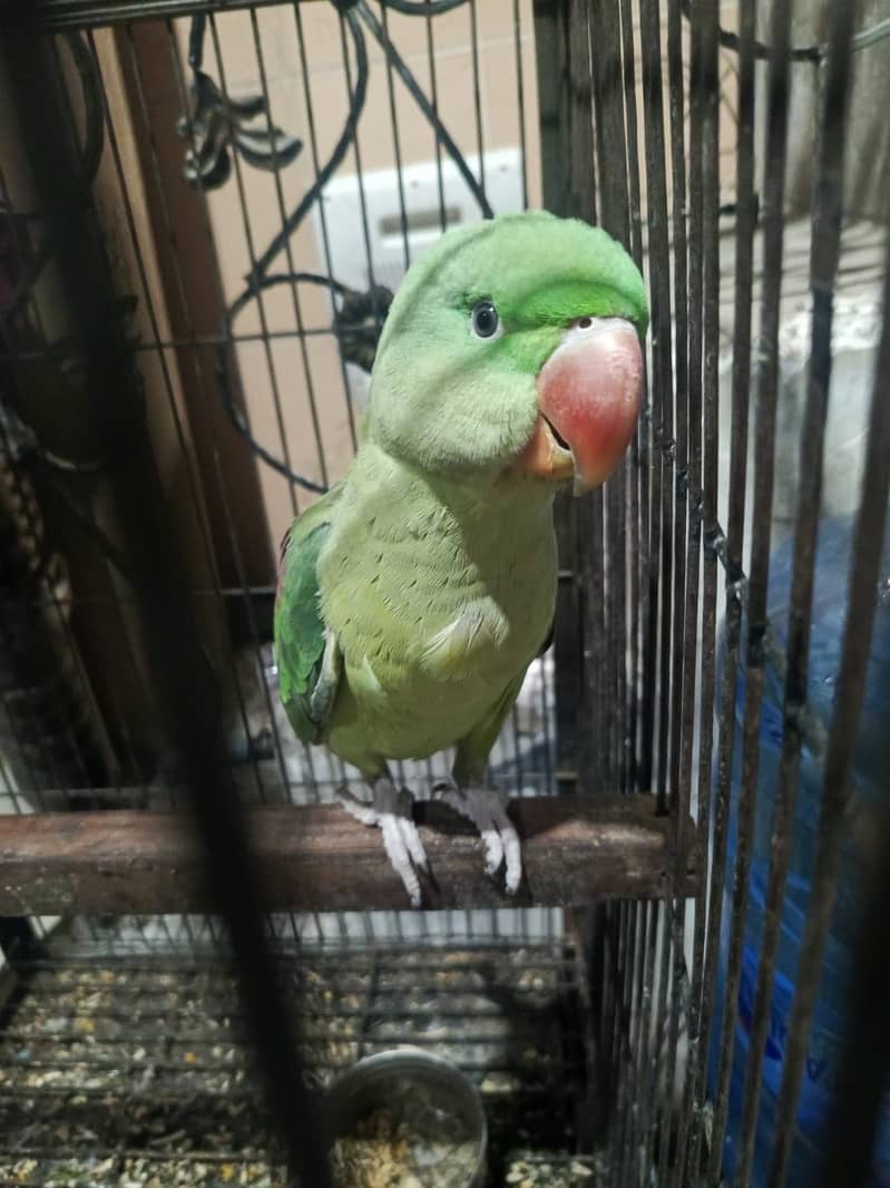 Raw perrot 0