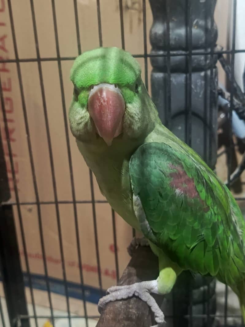 Raw perrot 1