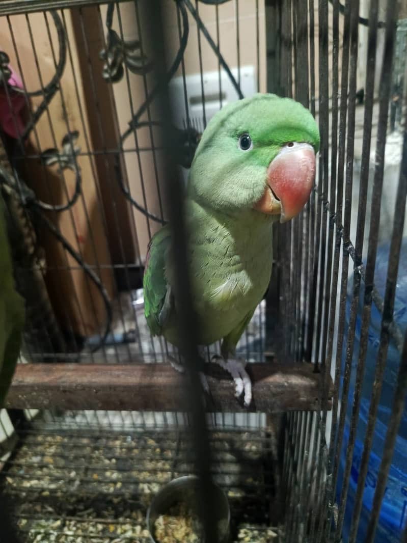Raw perrot 2