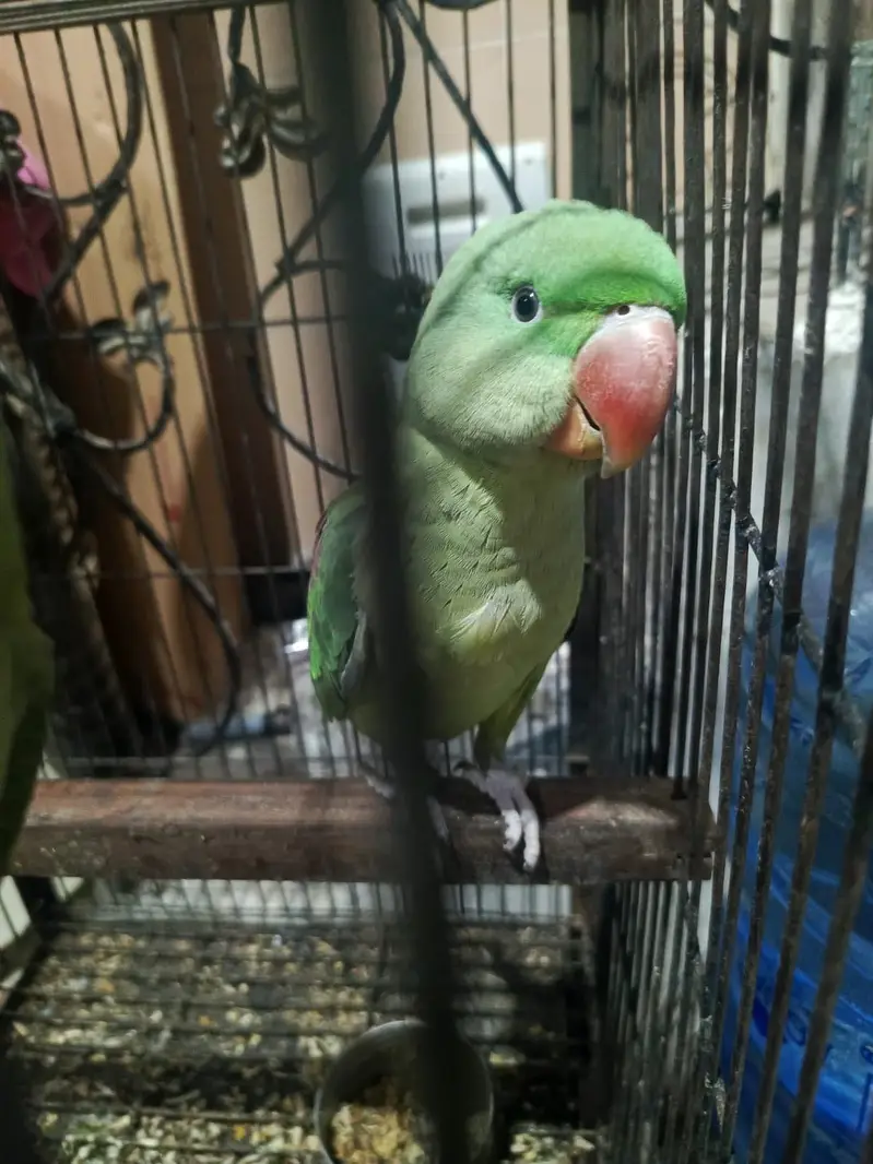 Raw perrot — photo 3