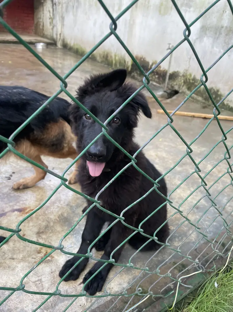GERMAN SHEHPERDS PUPPIES PAIR