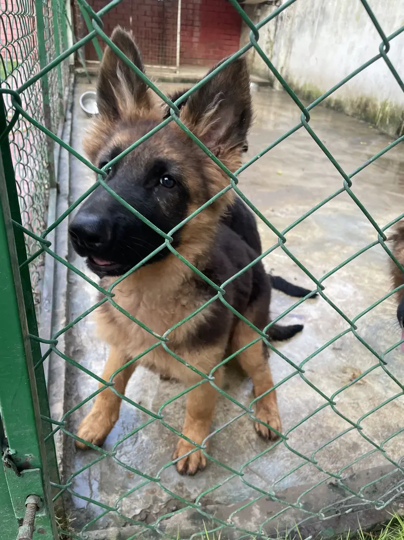 GERMAN SHEHPERDS PUPPIES PAIR — photo 2