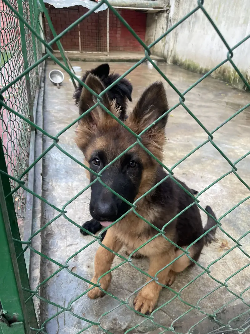 GERMAN SHEHPERDS PUPPIES PAIR — photo 3