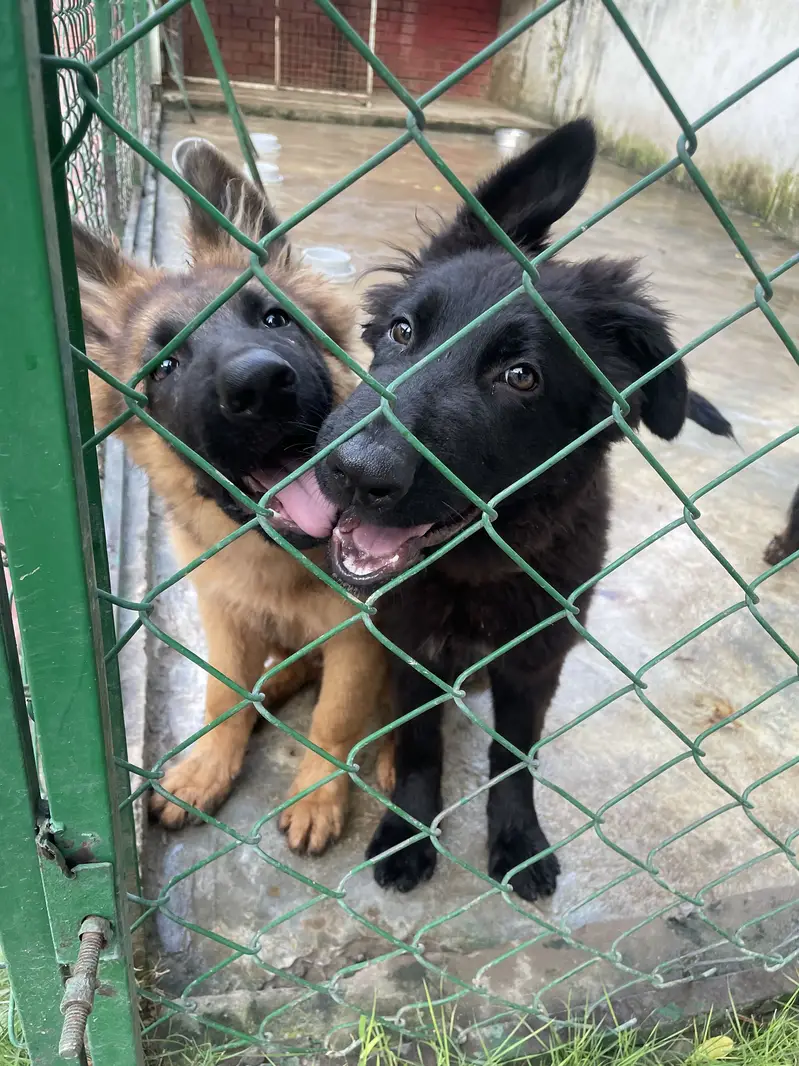 GERMAN SHEHPERDS PUPPIES PAIR — photo 4
