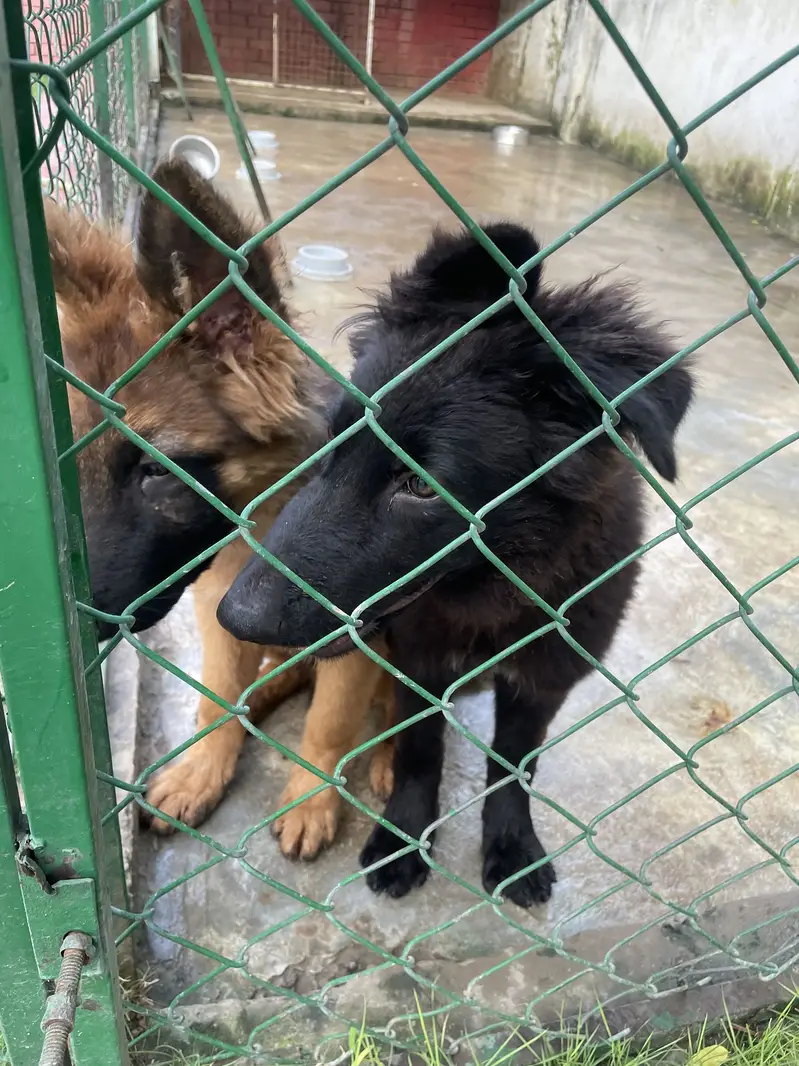 GERMAN SHEHPERDS PUPPIES PAIR — photo 5