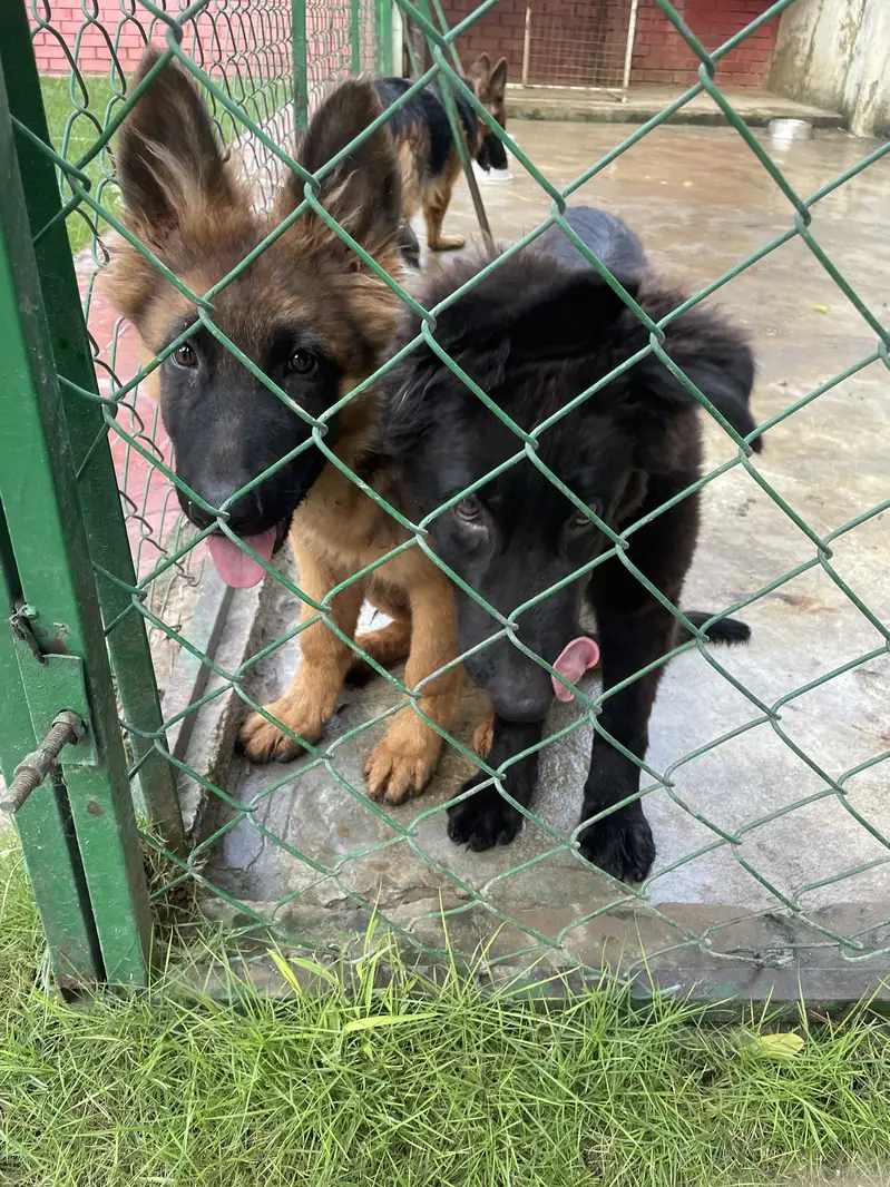 GERMAN SHEHPERDS PUPPIES PAIR — photo 6