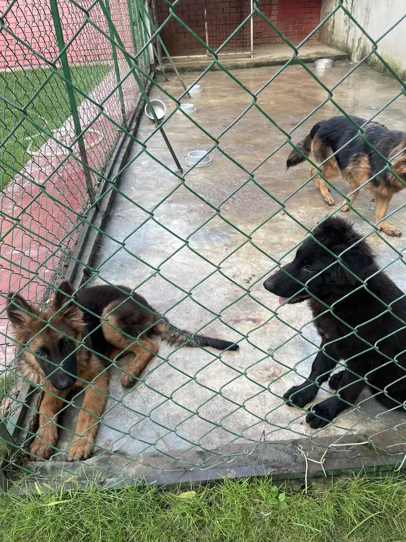 GERMAN SHEHPERDS PUPPIES PAIR — photo 7