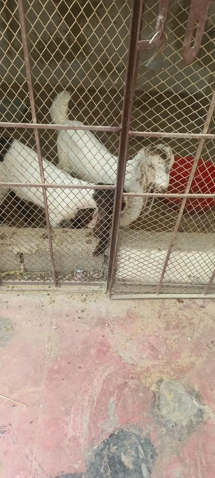 2 male — photo 2