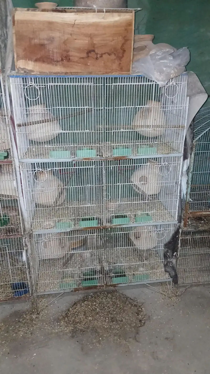 all cages for sell lum sum 5 hazar per cage ans 2000 for small cages