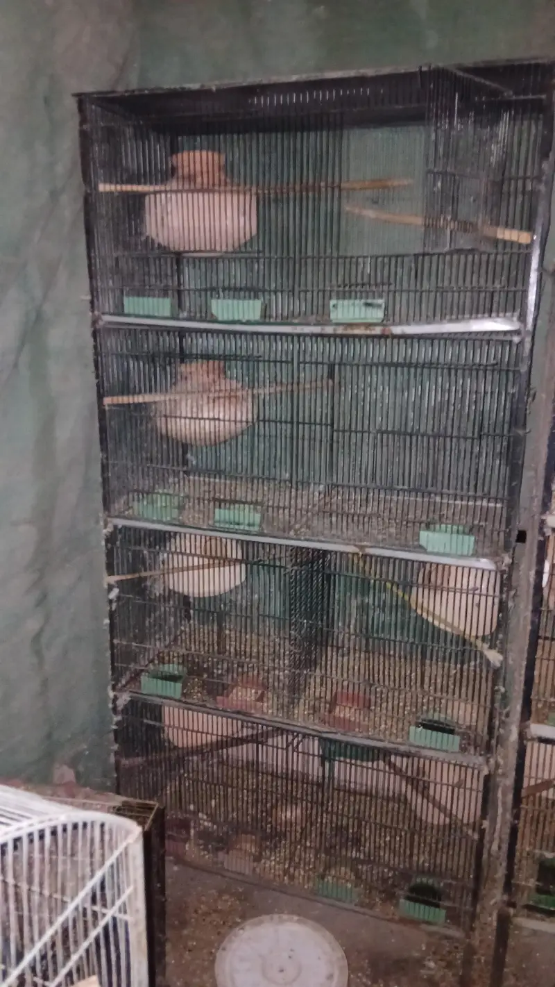 all cages for sell lum sum 5 hazar per cage ans 2000 for small cages — photo 2