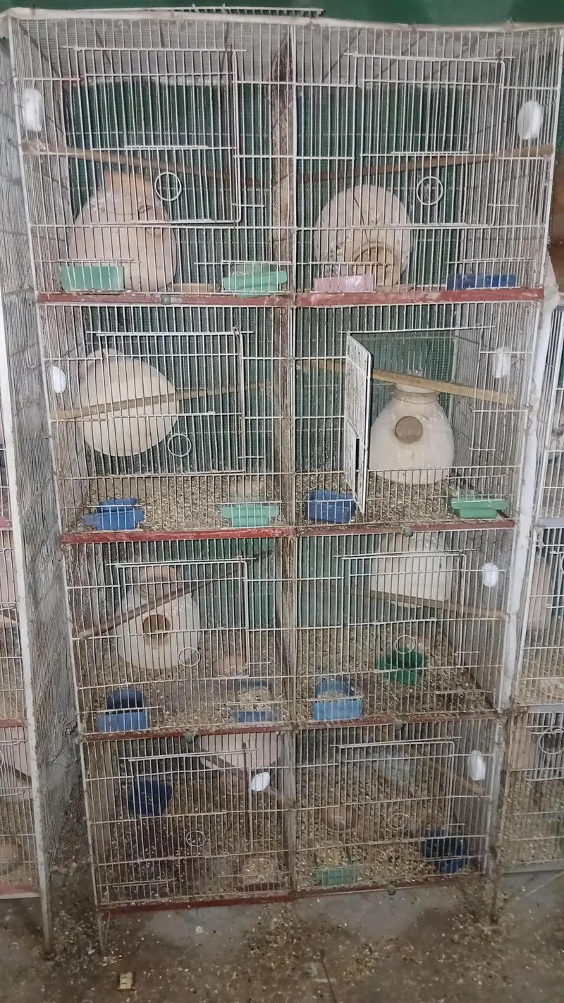 all cages for sell lum sum 5 hazar per cage ans 2000 for small cages — photo 3