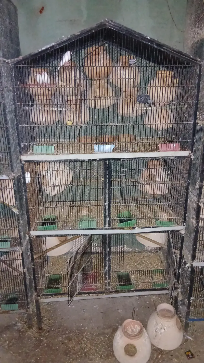 all cages for sell lum sum 5 hazar per cage ans 2000 for small cages — photo 4