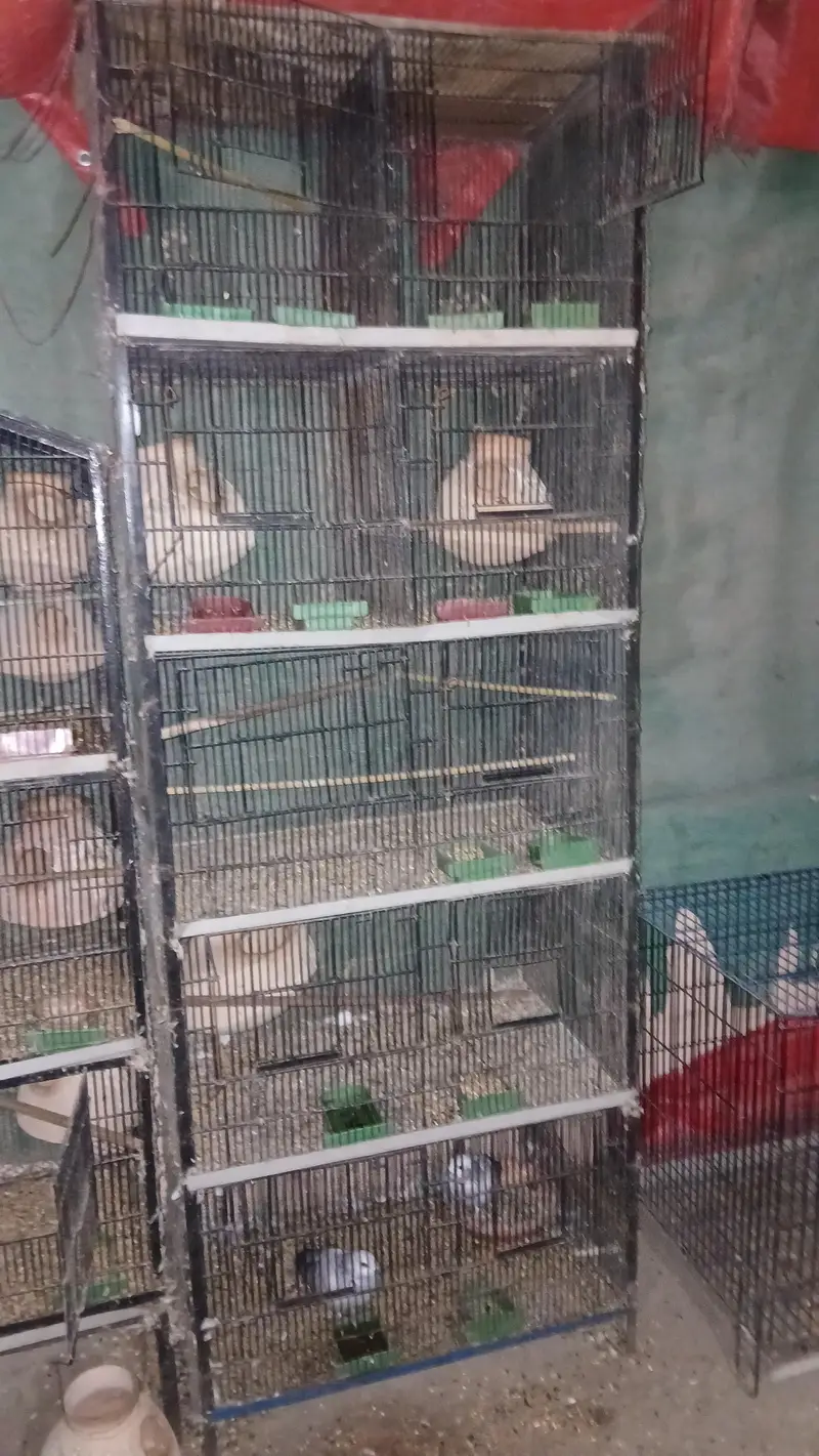all cages for sell lum sum 5 hazar per cage ans 2000 for small cages — photo 5