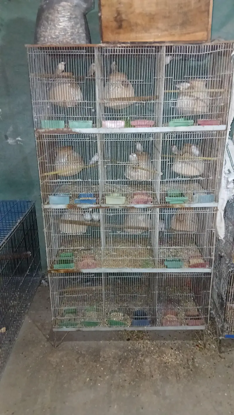 all cages for sell lum sum 5 hazar per cage ans 2000 for small cages — photo 6