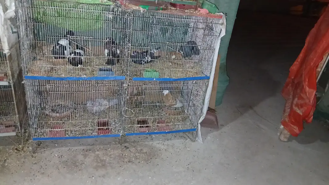 all cages for sell lum sum 5 hazar per cage ans 2000 for small cages — photo 7