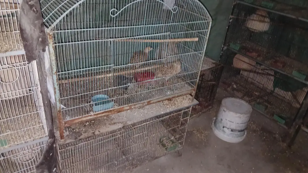 all cages for sell lum sum 5 hazar per cage ans 2000 for small cages — photo 8