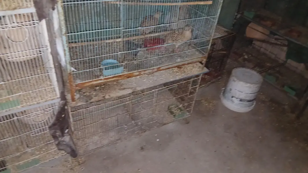 all cages for sell lum sum 5 hazar per cage ans 2000 for small cages — photo 9