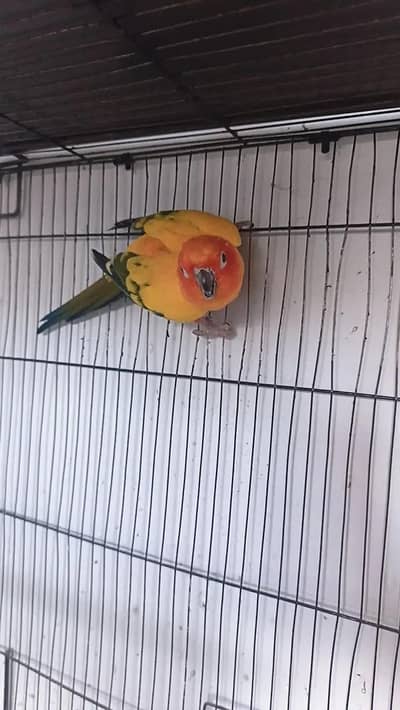 male female