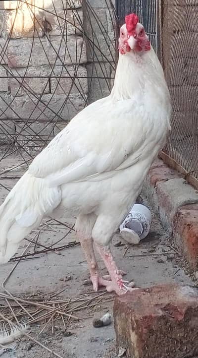 aseel oh shamo male 25k heera parmoz pair 20k xchang indian white madi