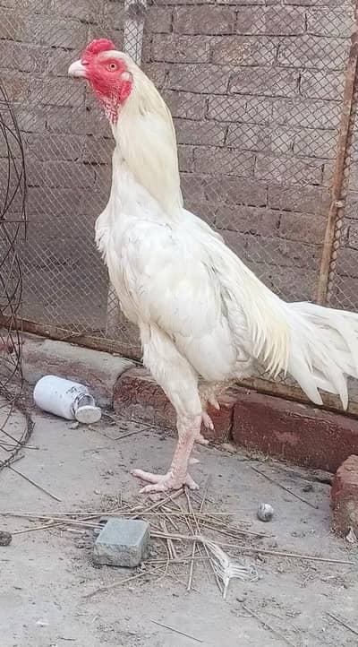 aseel oh shamo male 25k heera parmoz pair 20k xchang indian white madi