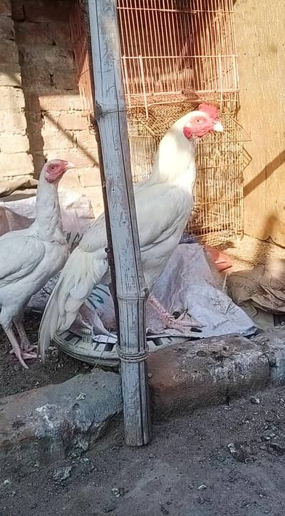 aseel oh shamo male 27k heera parmoz pair 20k xchang indian white madi