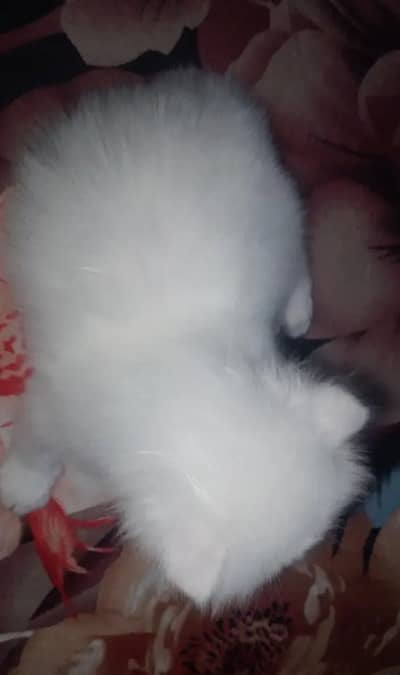 Persian Kitten Available For Booking