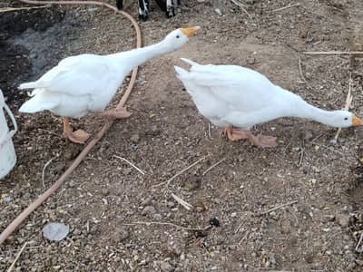 White Ducks Breading Pair