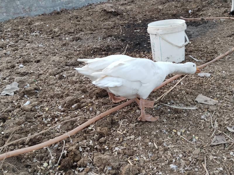 White Ducks Breading Pair 1