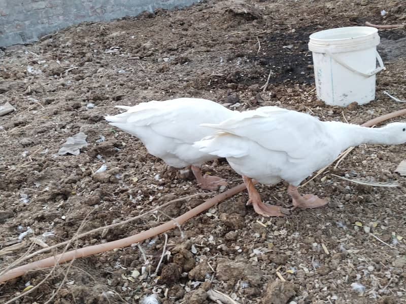 White Ducks Breading Pair 2