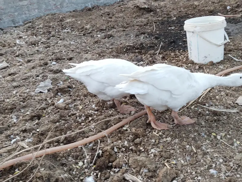 White Ducks Breading Pair — photo 3