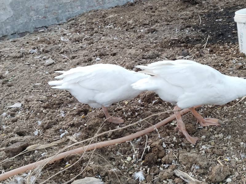 White Ducks Breading Pair 3