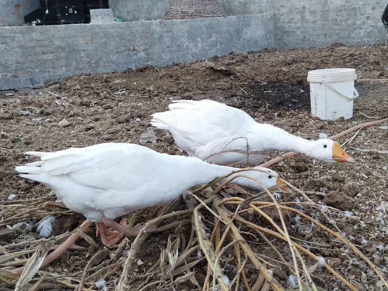White Ducks Breading Pair 4