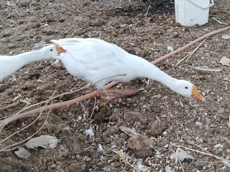White Ducks Breading Pair 5