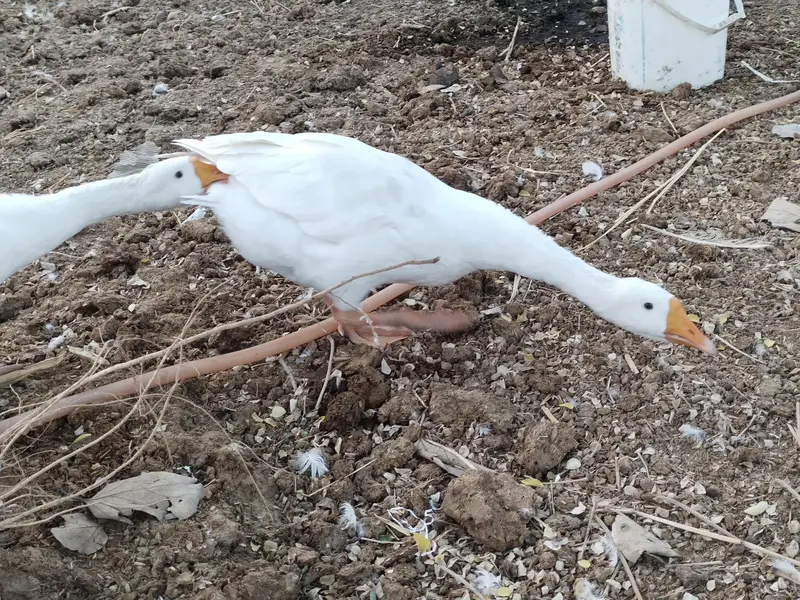 White Ducks Breading Pair — photo 6