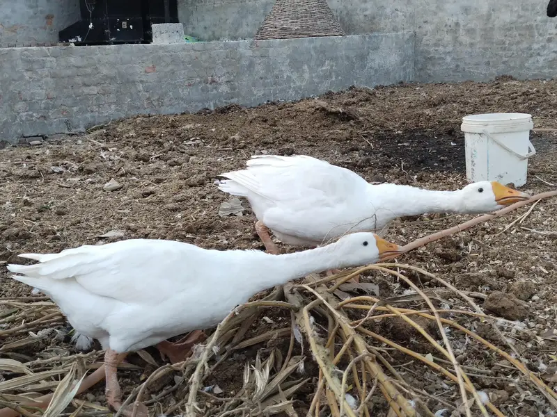 White Ducks Breading Pair — photo 7