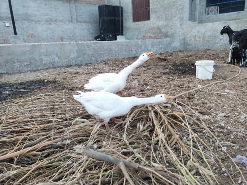 White Ducks Breading Pair 7