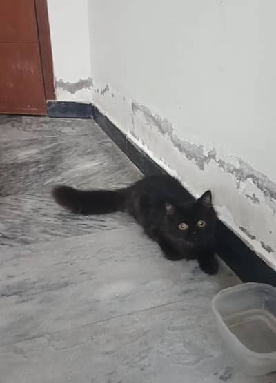 Triple coat Male kitten