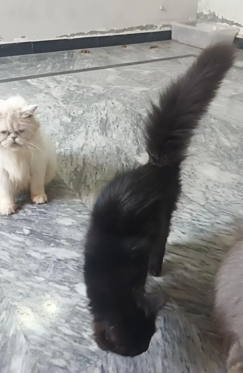 Triple coat Male kitten — photo 2