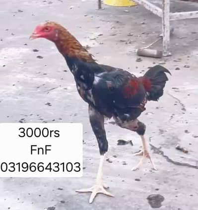 aseel patha ir pathiyan 03196643103