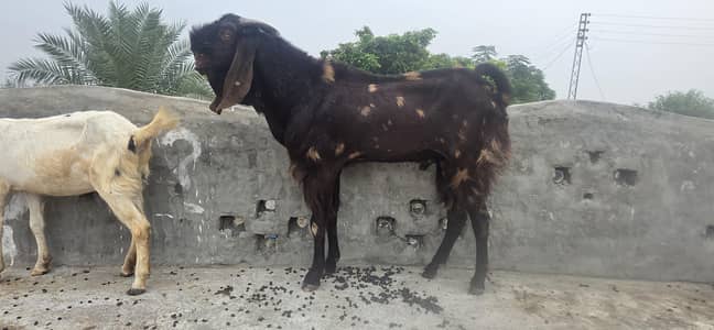 breeder for sale