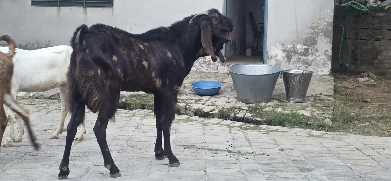 breeder for sale — photo 6