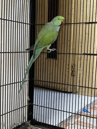 Blue turquoise breeder fertile male