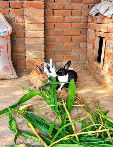 Beautiful Pet Rabbits for Sale – 2 Females & 1 Male