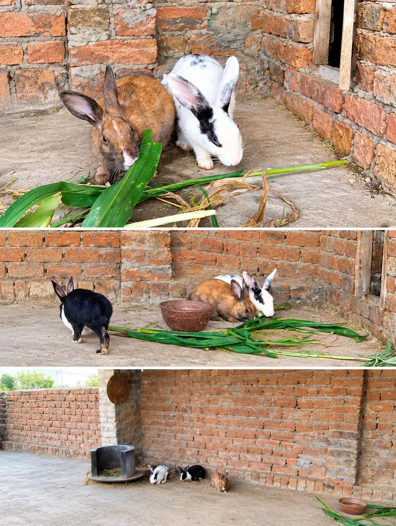 Beautiful Pet Rabbits for Sale – 2 Females & 1 Male — photo 2